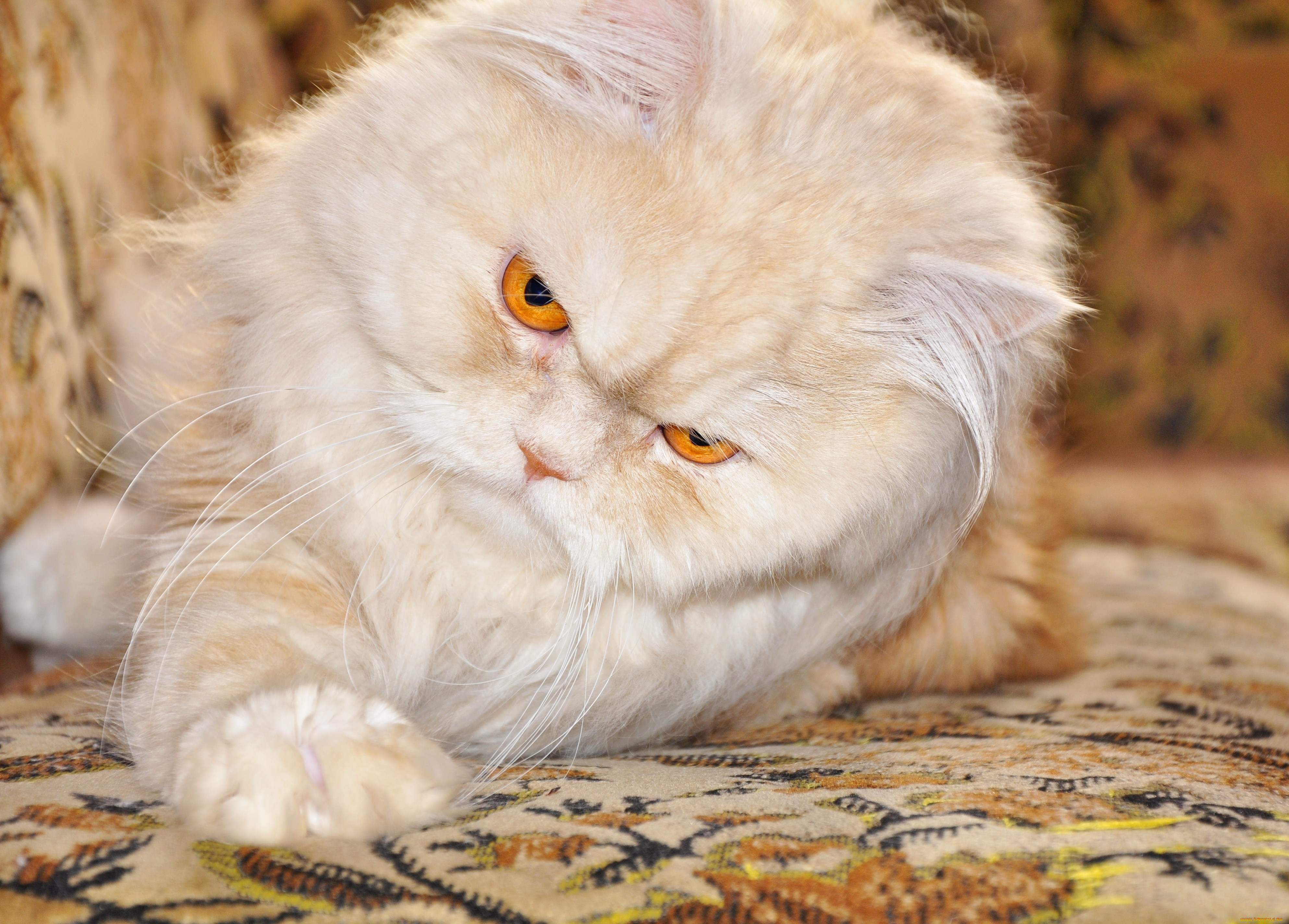 Что такое перс. Персицкий кот палевый. Персидская вислоухая кошка. Персидская кошка пушистая. Персидская кошка ред Пойнт.